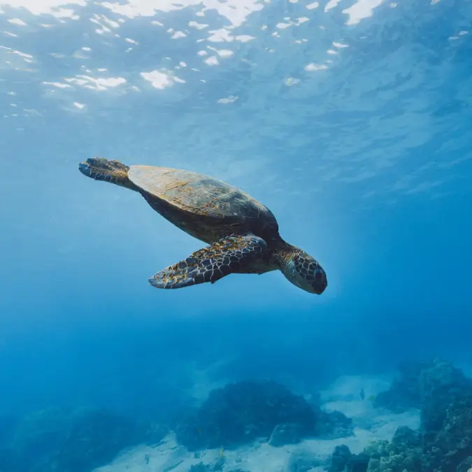 Sea Turtle